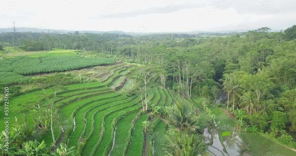 Drone shot of green terraced rice field overgrown by green paddy plant with some coconut trees. Rural landscape of Indonesia Drone shot of green terraced rice field overgrown by green paddy plant with some coconut trees. Rural landscape of Indonesia