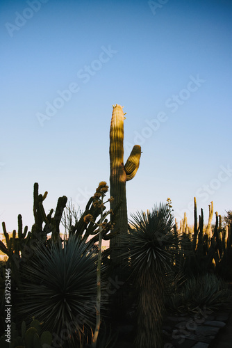 Cactus in the desert photo