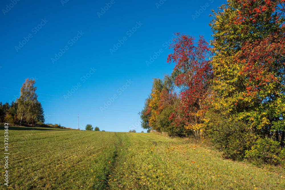 Fototapeta premium Autumn landscape with trees and blue sky