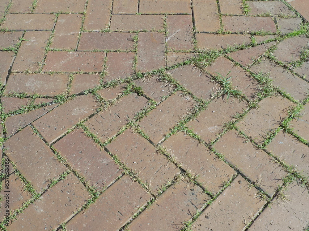 レンガの隙間から生えている草