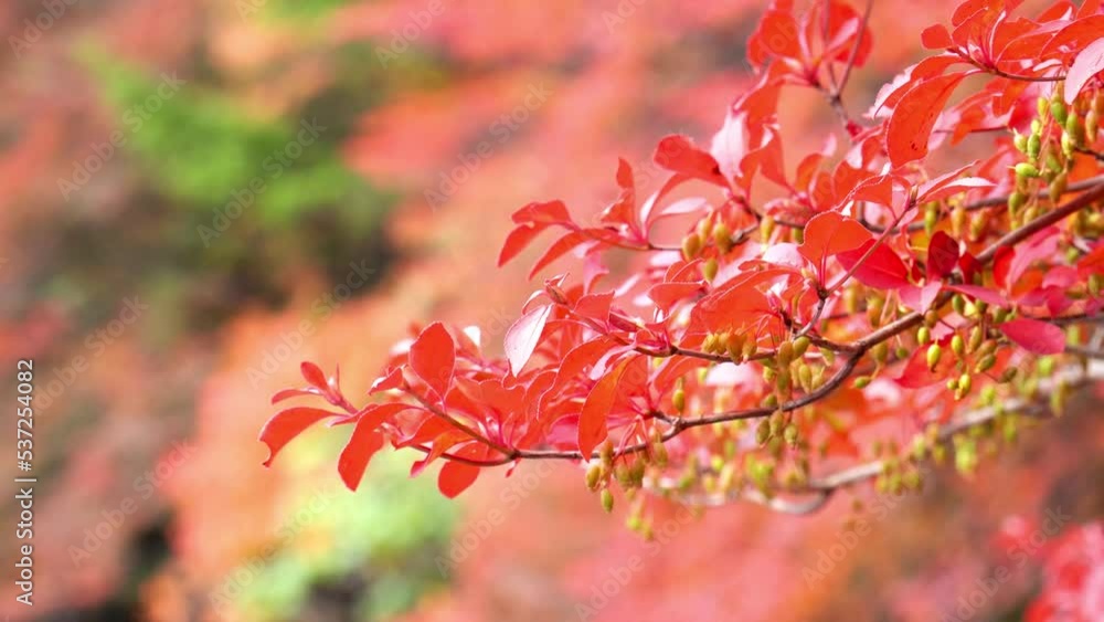 白駒の池の紅葉 白駒の池の紅葉