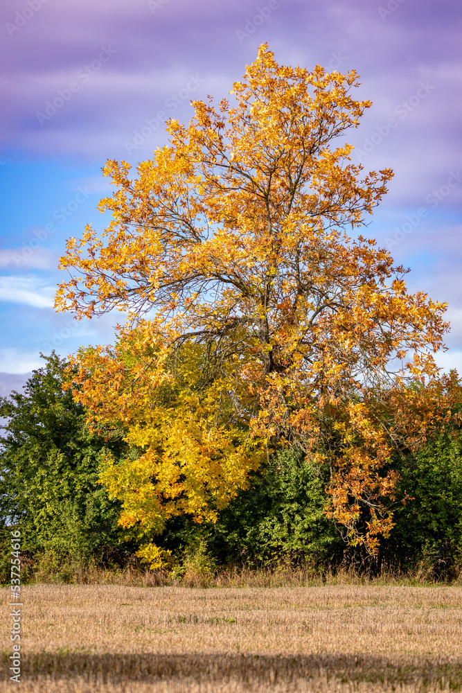 Naklejka premium Orange fall autumn colored tree on a field and blue sky with clouds