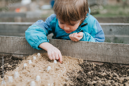 spring planting seeding in farm garden. little six year old kid boy farmer gardener plants and sow vegetable seeds in soil in bed. gardening and beginning summer season in countryside village