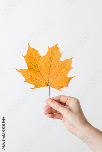 Hand with yellow maple leaf  minimal aesthetic autumn concept  white background