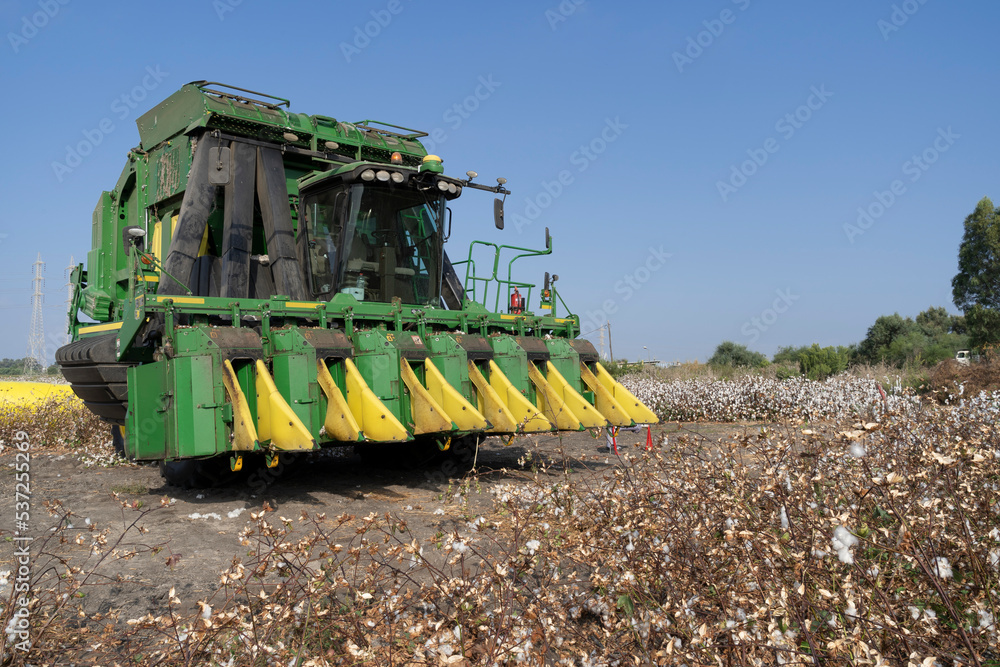 John Deere type cotton picker, 6 rows in a cotton field during picking