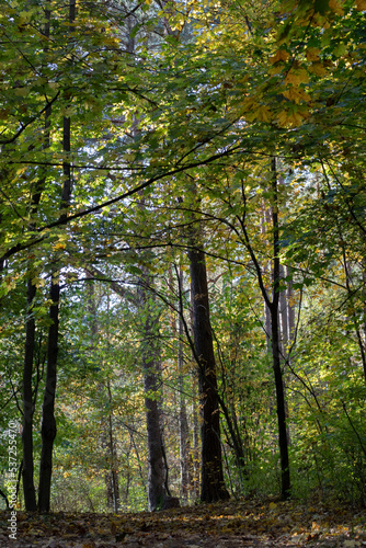 photo of the forest in autumn