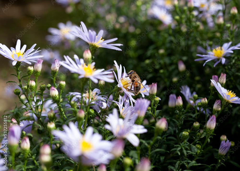 bee pollinates purple chamomile daisies bee pollinates purple chamomile daisies