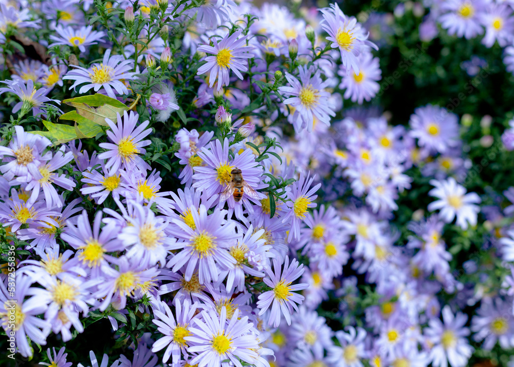 bee pollinates purple chamomile daisies bee pollinates purple chamomile daisies