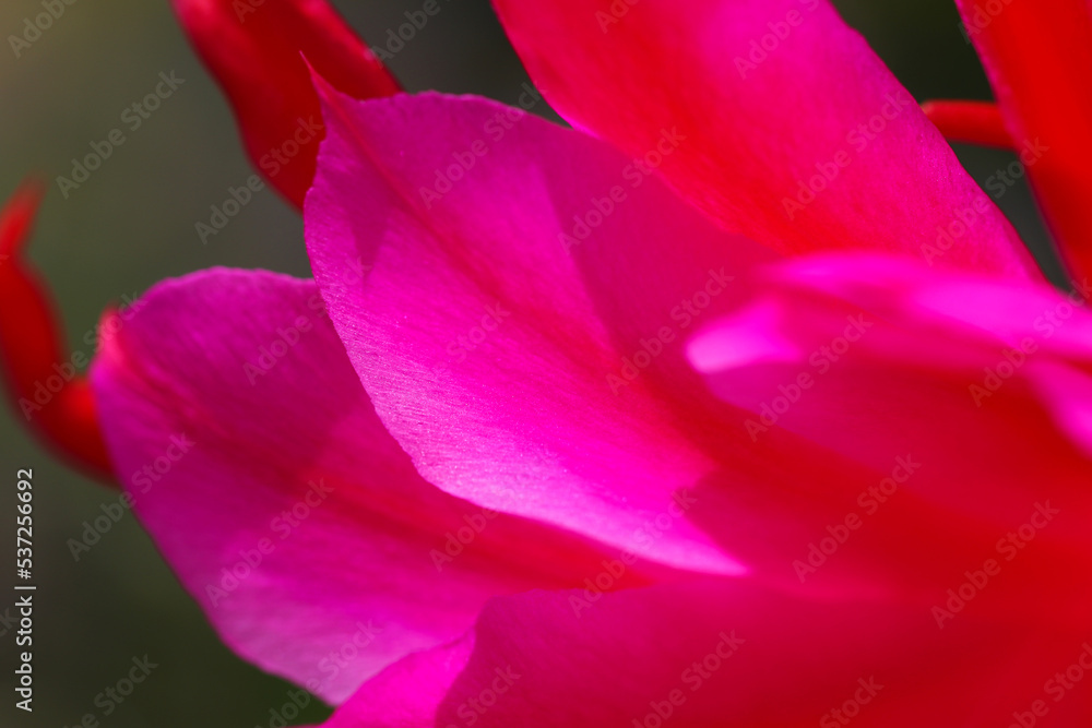 Passion pink color Epiphyllum (Kujyaku Saboten), full blooming flower petal texture, close up macro photograph.