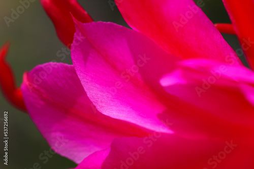 Passion pink color Epiphyllum  Kujyaku Saboten   full blooming flower petal texture  close up macro photograph.