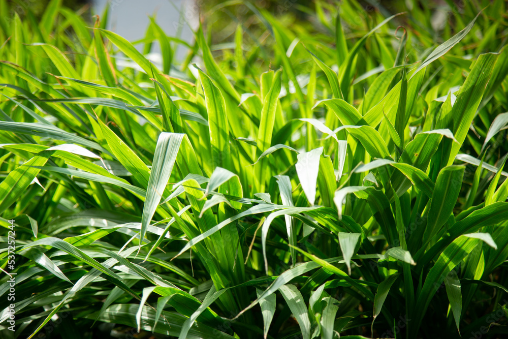 Napier grass or elephant grass