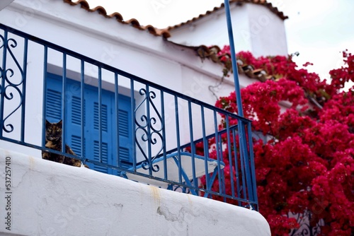 Beautiful view of the coastal house with red flower shrub. Greece photo