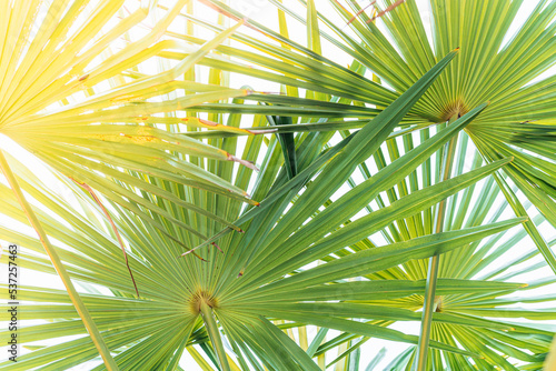 palm tree leaves