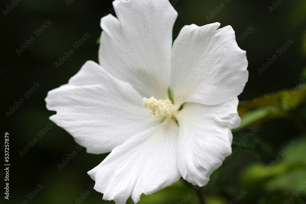 Blooming white Rose of Sharon (Hibiscus syriacus, Mukuge, Hachisu) flowerhead macro photograph taken on a sunny day. Blooming white Rose of Sharon (Hibiscus syriacus, Mukuge, Hachisu) flowerhead macro photograph taken on a sunny day.