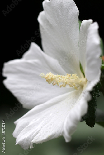 Full blooming white    Rose of Sharon  Hibiscus syriacus  Hachisu  Mukuge   flowerhead  macro photograph taken on a sunny day.