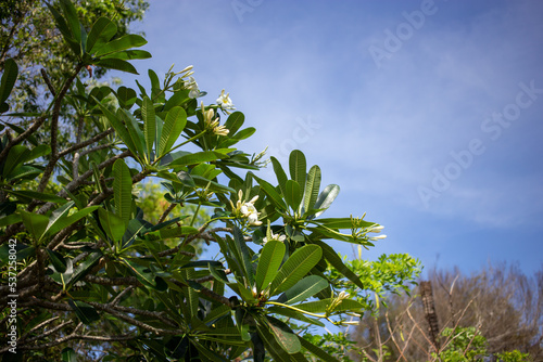 Plumeria or frangipani of flowering plants