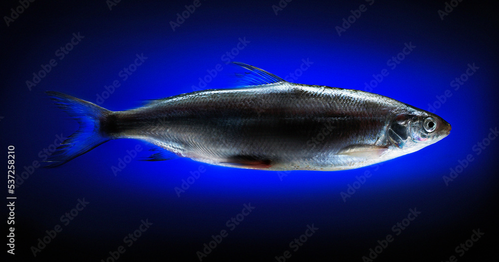 Fototapeta premium Felchen wird eins mit dem Meer