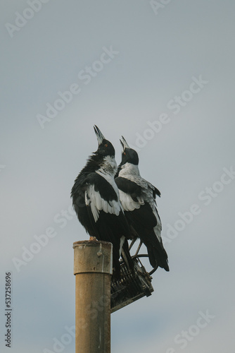 Magpie Warble photo