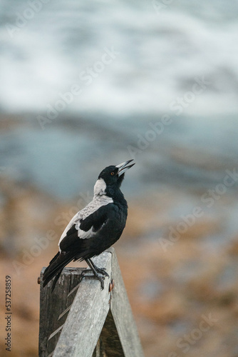 Magpie Warble