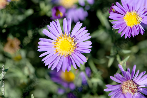 Dutch chrysanthemum growing in northern China