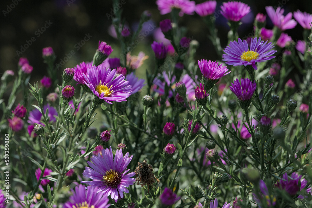 Dutch chrysanthemum growing in northern China Dutch chrysanthemum growing in northern China