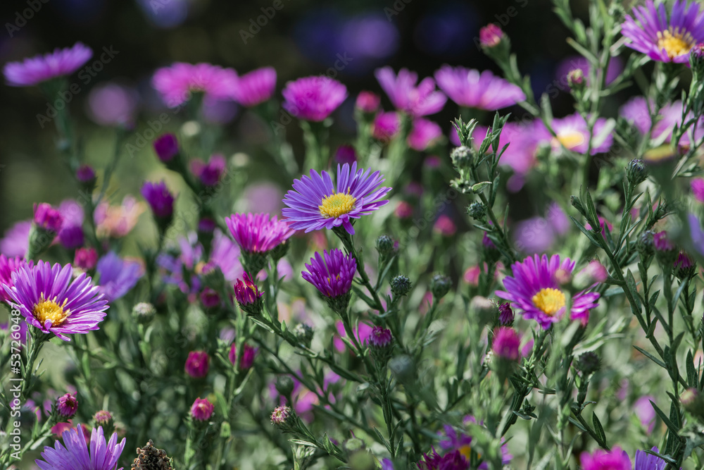 Dutch chrysanthemum growing in northern China