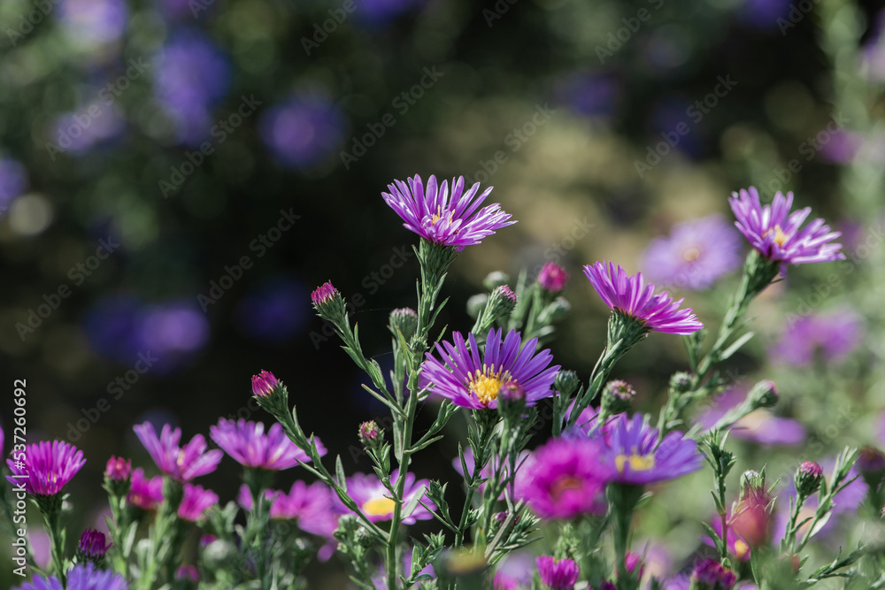 Dutch chrysanthemum growing in northern China Dutch chrysanthemum growing in northern China