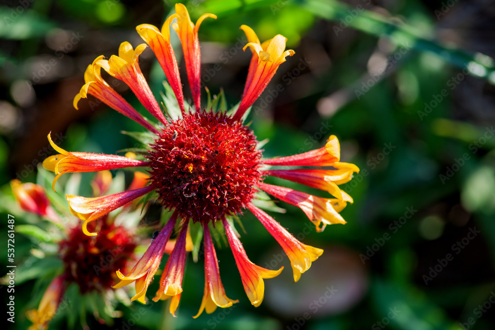 The Blooming Yacht, Tianren Chrysanthemum The Blooming Yacht, Tianren Chrysanthemum