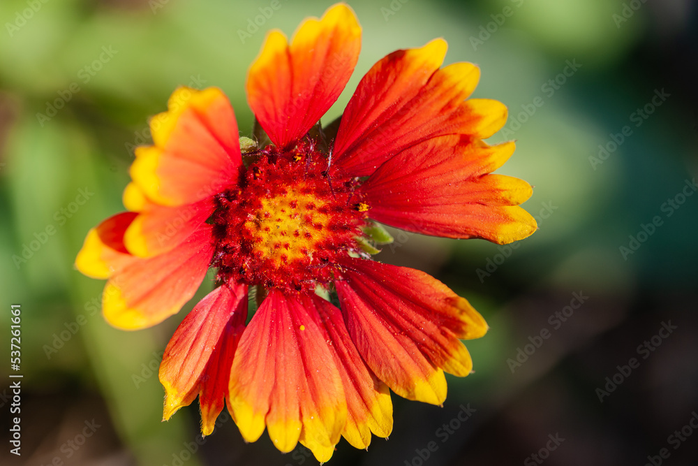 The blooming chrysanthemum of heaven and man The blooming chrysanthemum of heaven and man