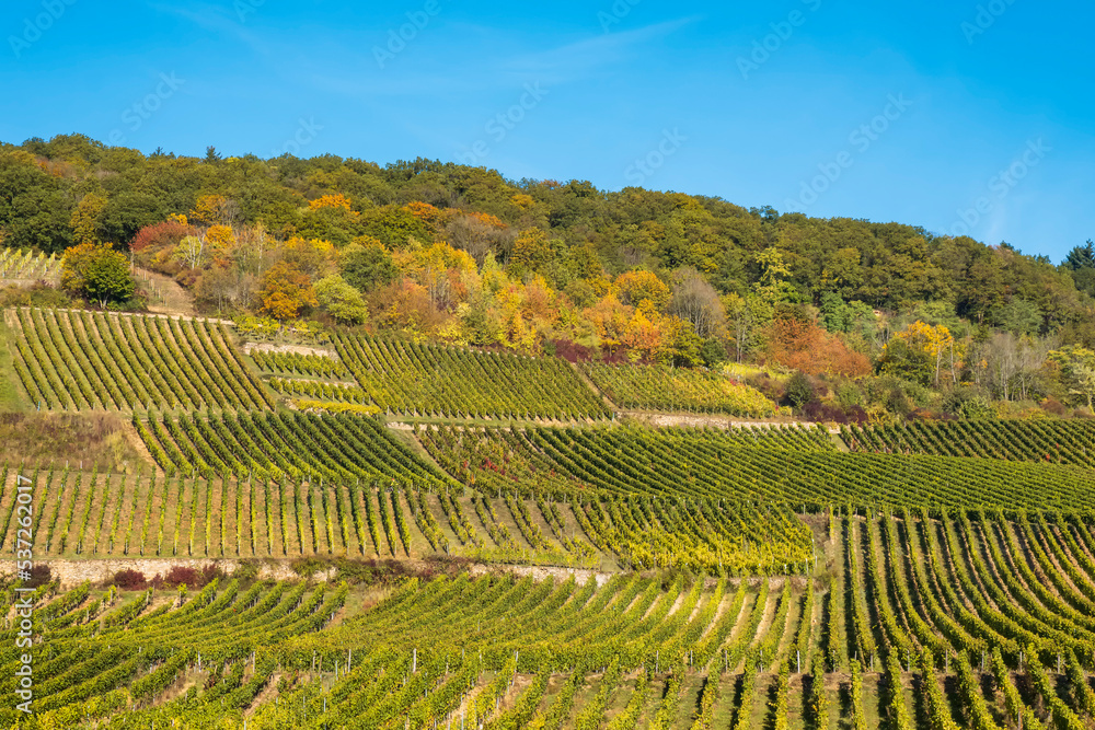 View of the vineyards near Rüdesheim/Germany in the Rheingau in autumn