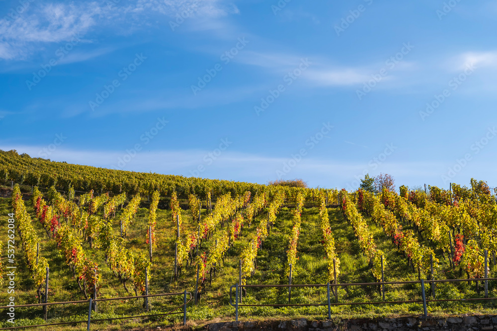 A sunny day in autumn in the vineyards near Assmannshausen/Germany