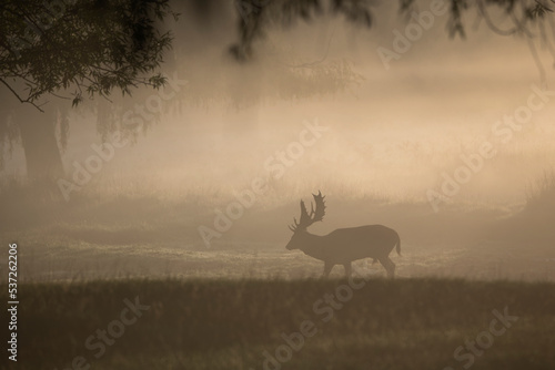 Stag in a misty sunrise