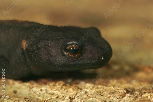 Vertical closeup of juvenile charcoal black Tylototriton yangi on the ground blurred background photo