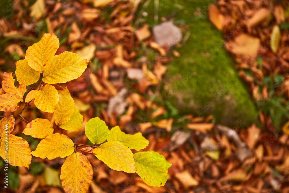 Yellow leaves in autumn forest. Carpathian Mountains, Ukraine. Walking and hiking trails in Borzhava ridge. Rural area of carpathian mountains in autumn Yellow leaves in autumn forest. Carpathian Mountains, Ukraine. Walking and hiking trails in Borzhava ridge. Rural area of carpathian mountains in autumn