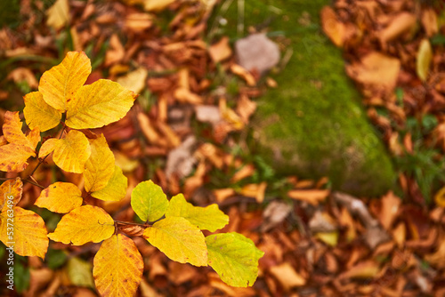 Yellow leaves in autumn forest. Carpathian Mountains  Ukraine. Walking and hiking trails in Borzhava ridge. Rural area of carpathian mountains in autumn