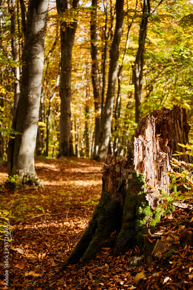 Autumn forest in Carpathian Mountains, Ukraine. Walking and hiking trails in Borzhava ridge. Rural area of carpathian mountains in autumn Autumn forest in Carpathian Mountains, Ukraine. Walking and hiking trails in Borzhava ridge. Rural area of carpathian mountains in autumn