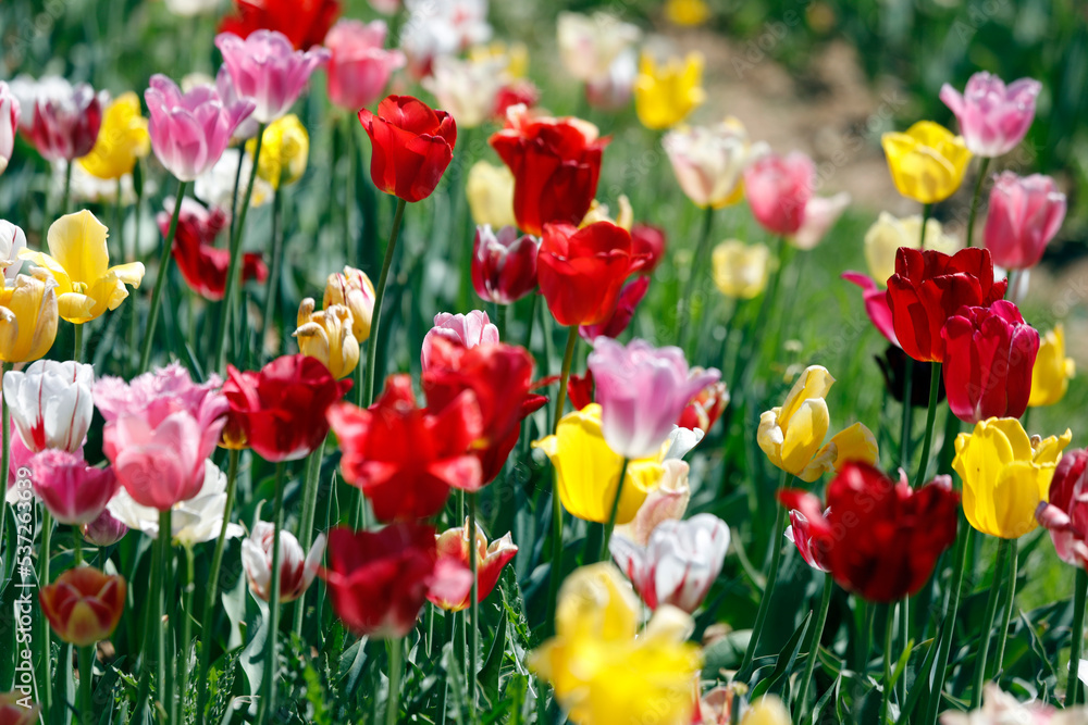Fototapeta premium Flower field with many colorful tulips, close up background.