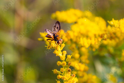 A closeup of a Brachycera perched on a yellow flower © Anna