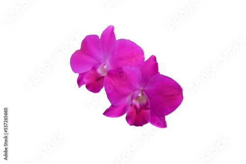 purple orchid isolated on white