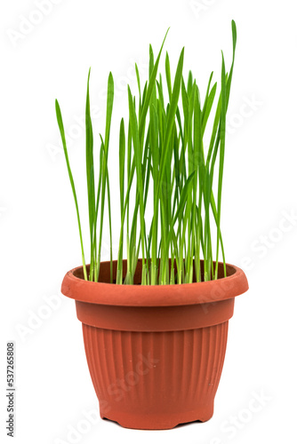 The green oat in the pot