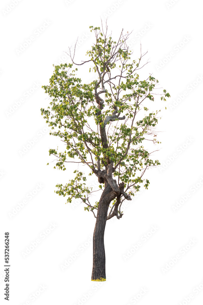 Obraz premium Isolated single tree greenery