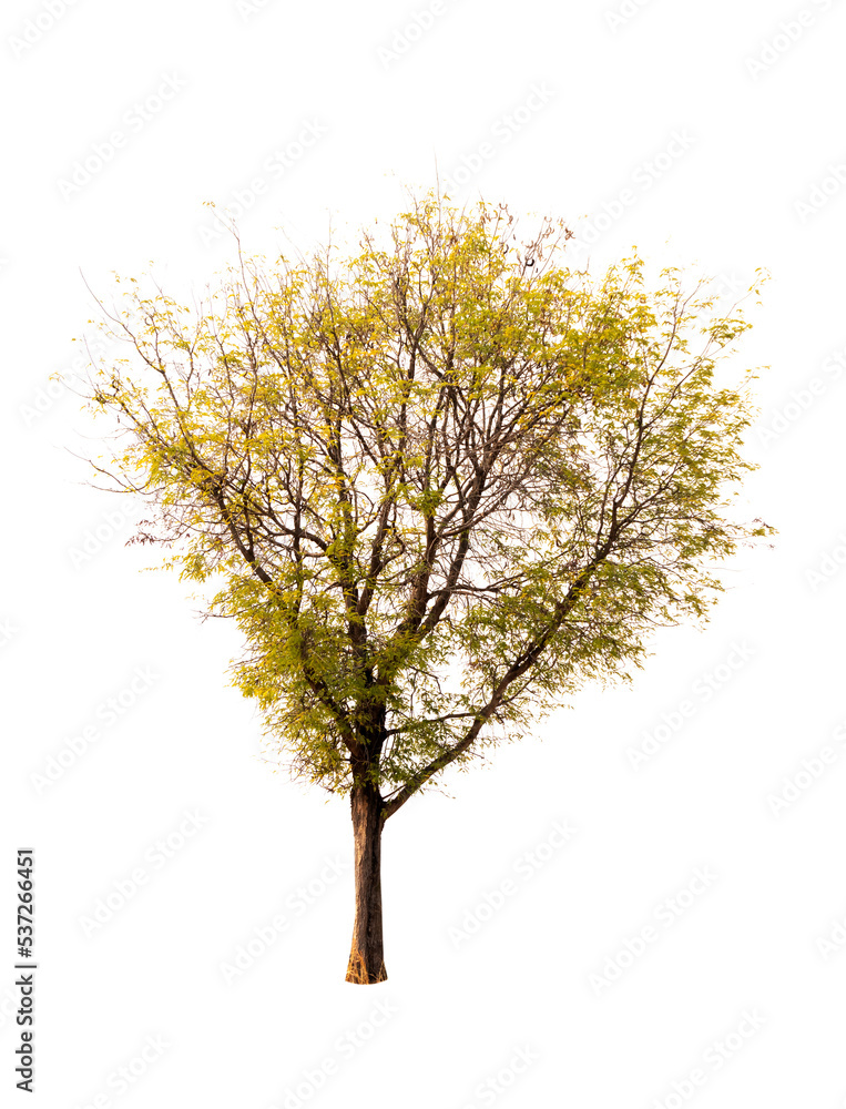 Isolated single tree greenery Isolated single tree greenery