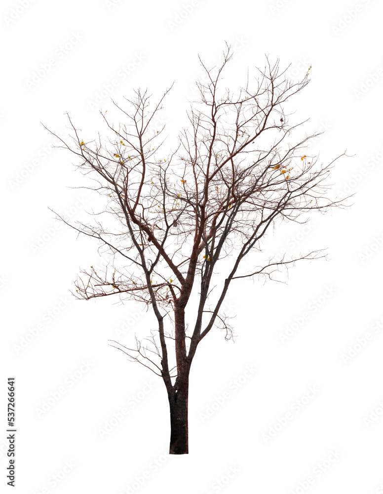Obraz premium Single old and dead tree isolated