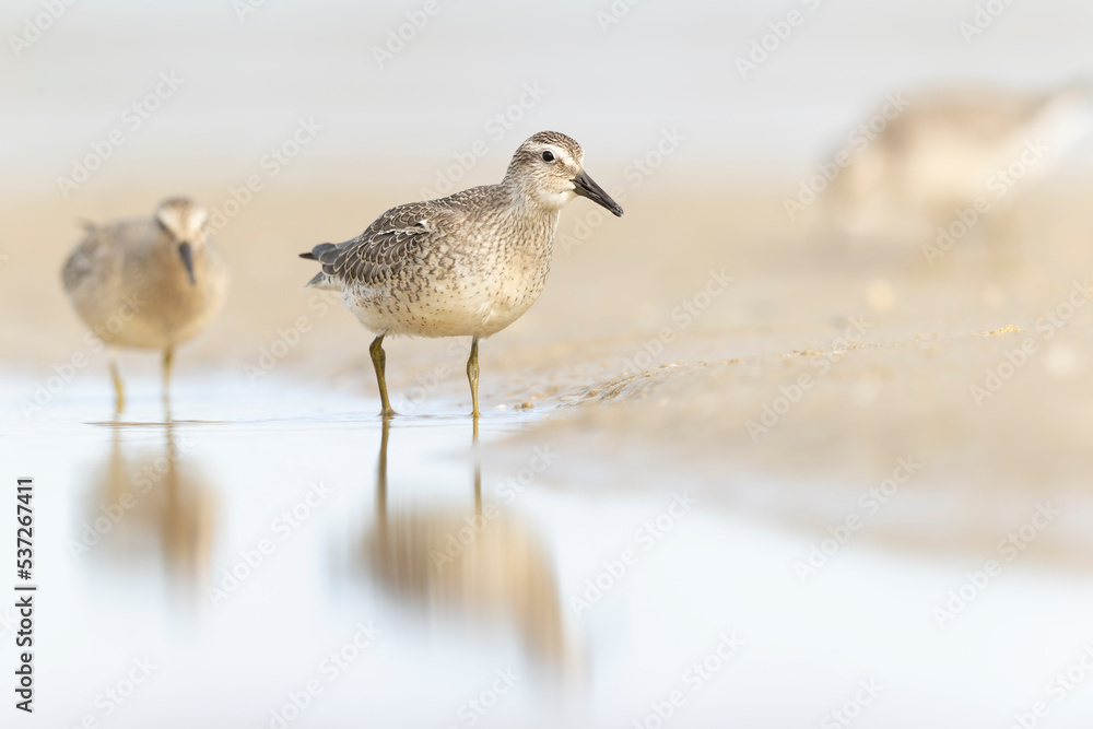 A group of first calendar year red knot (Calidris canutus) in winter plumage foraging on the beach. A group of first calendar year red knot (Calidris canutus) in winter plumage foraging on the beach.