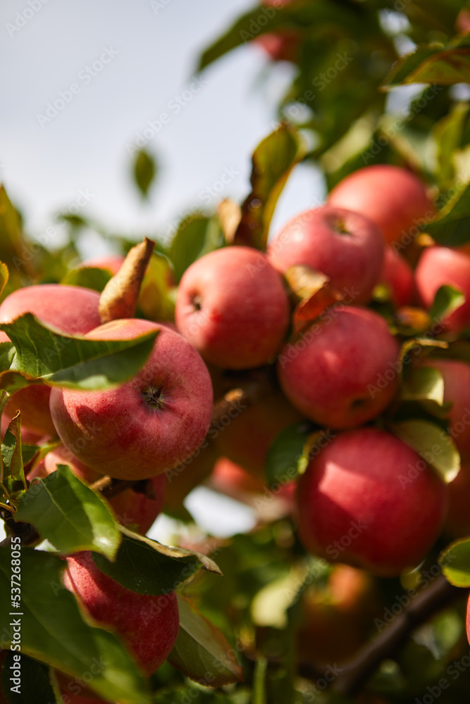 Organic apples hanging from a tree branch in an apple orchard Organic apples hanging from a tree branch in an apple orchard