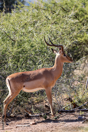 Large Impala Ram, Pilanesberg National Park, South Africa