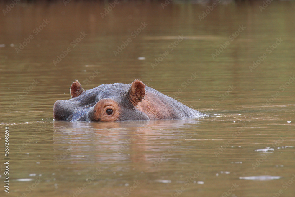 Hippopotamus in the water, Pilanesberg National Park, South Africa Hippopotamus in the water, Pilanesberg National Park, South Africa