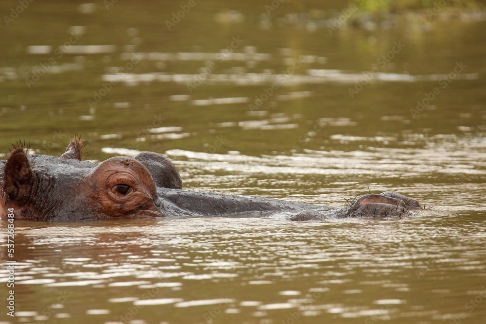 Fototapeta premium Hippopotamus in the water, Pilanesberg National Park, South Africa