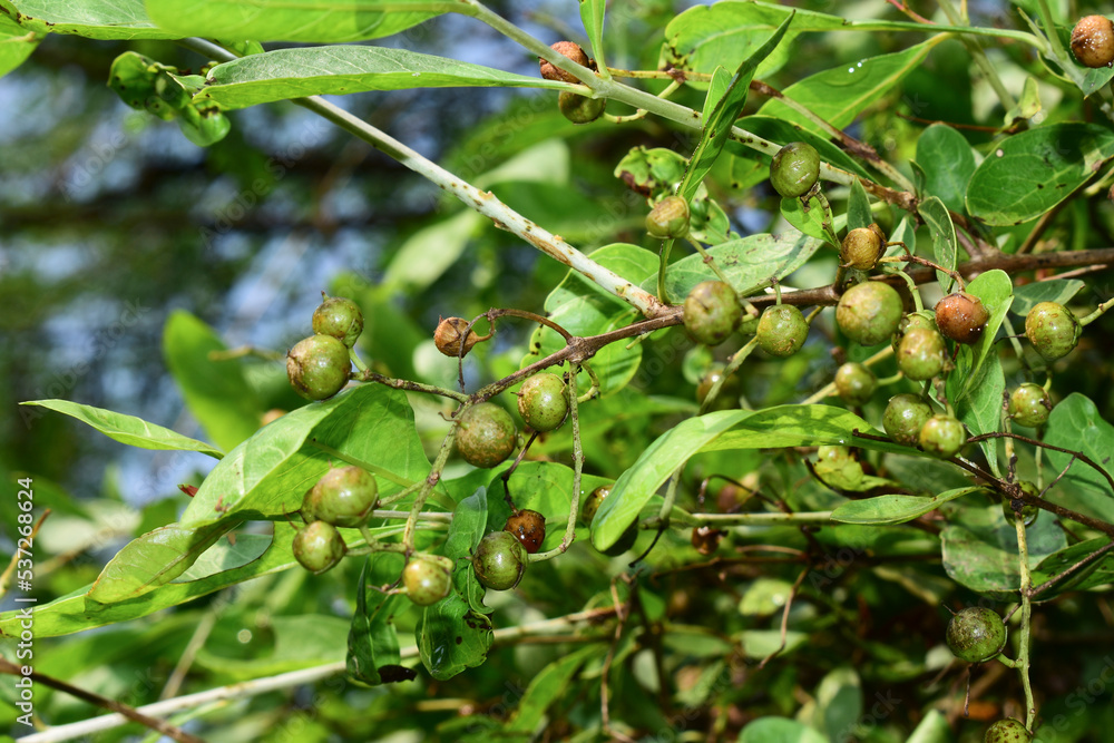 Dry Henna (Lawsonia inermis) balls, seeds hanging on tree. Indian medicinal Mehandi plants. Dry Henna (Lawsonia inermis) balls, seeds hanging on tree. Indian medicinal Mehandi plants.