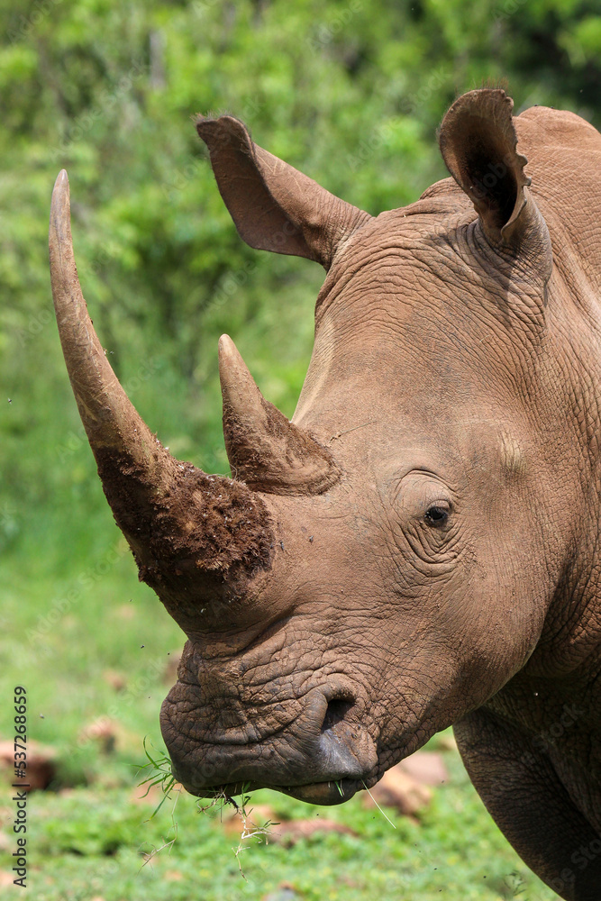 Fototapeta premium White rhinoceros, Pilanesberg National Park, South Africa